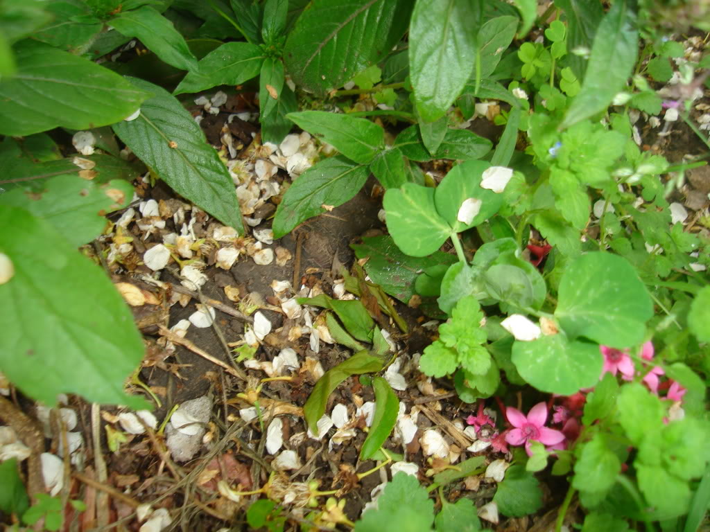 DSC02643.jpg