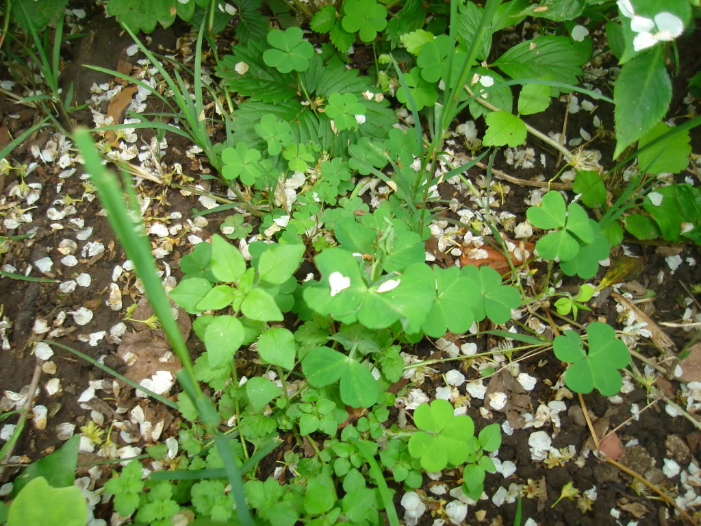 DSC02644.jpg
