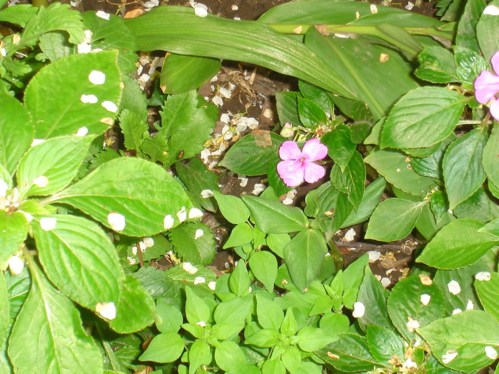 DSC02645.jpg