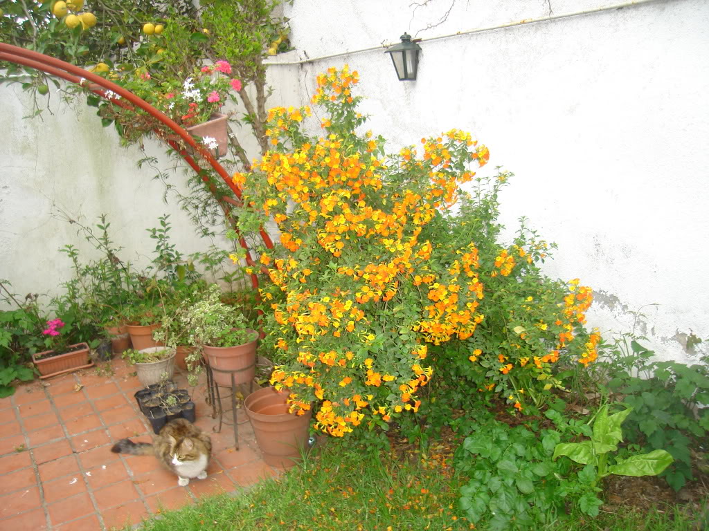 DSC02646.jpg