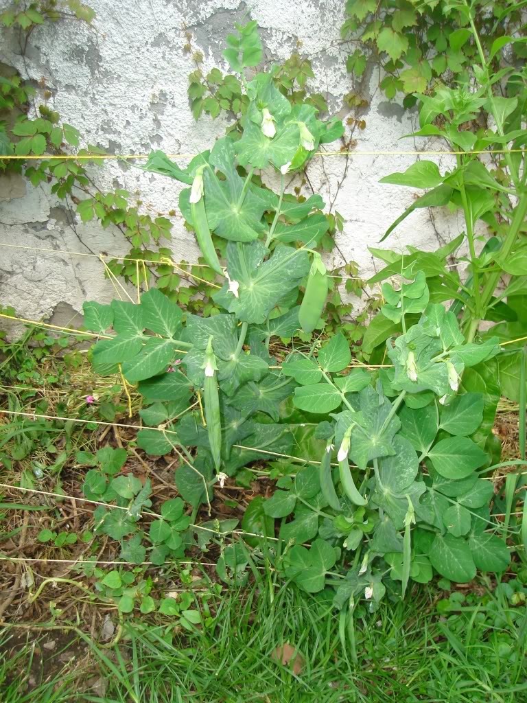 DSC02647.jpg