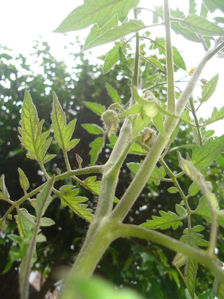 DSC02650.jpg
