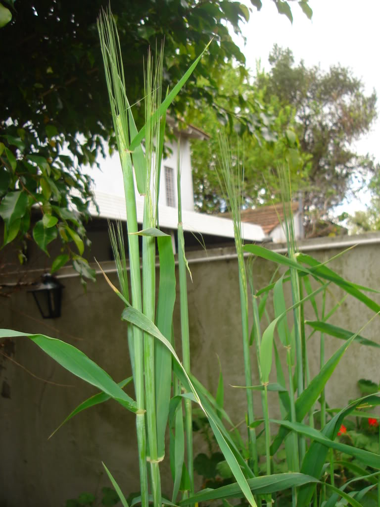 DSC02651.jpg