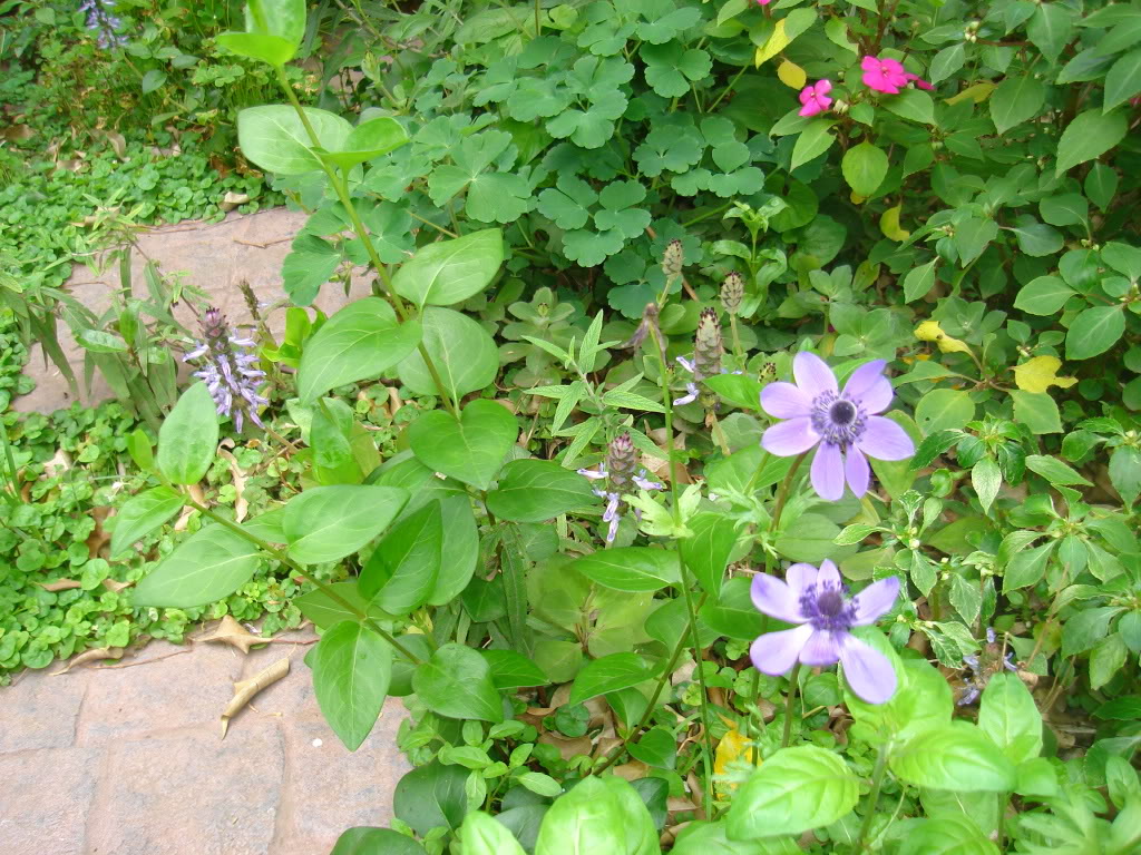 DSC02655.jpg