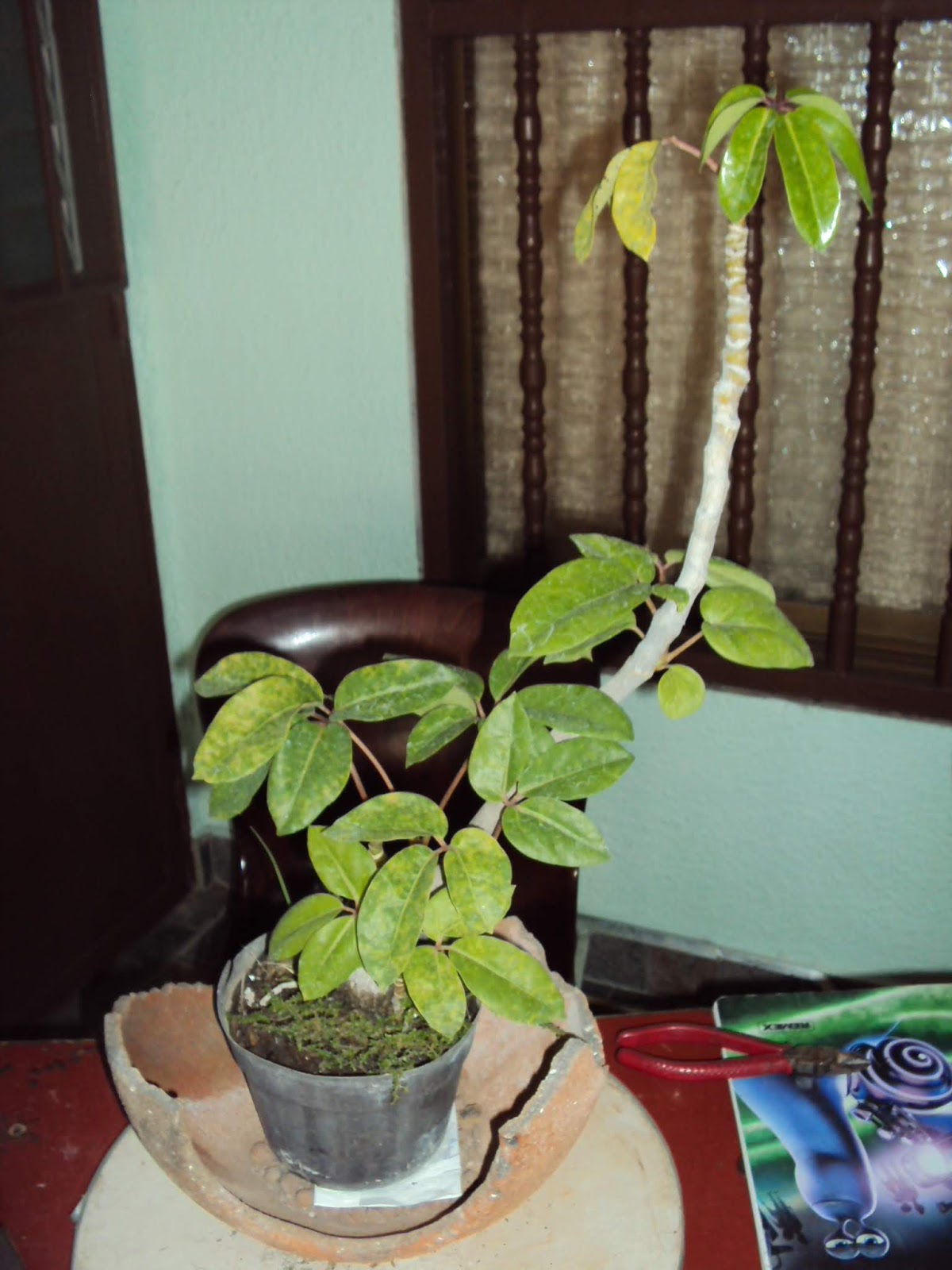 DSC02655a.JPG