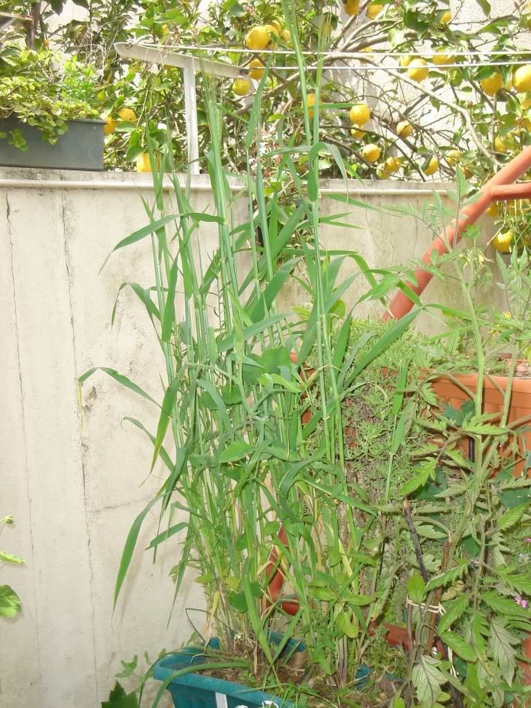 DSC02661.jpg