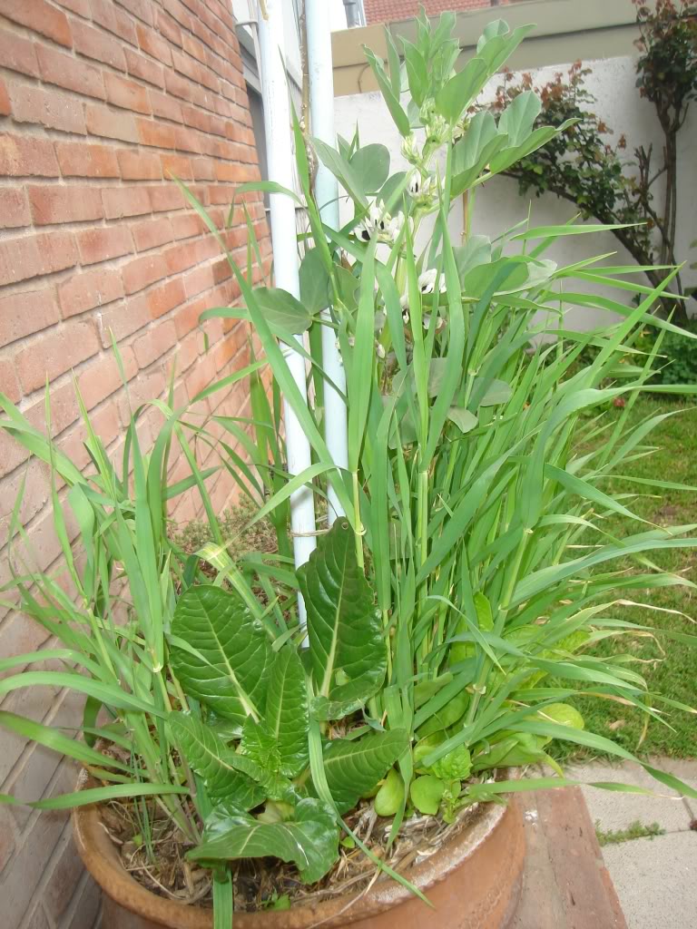 DSC02662.jpg