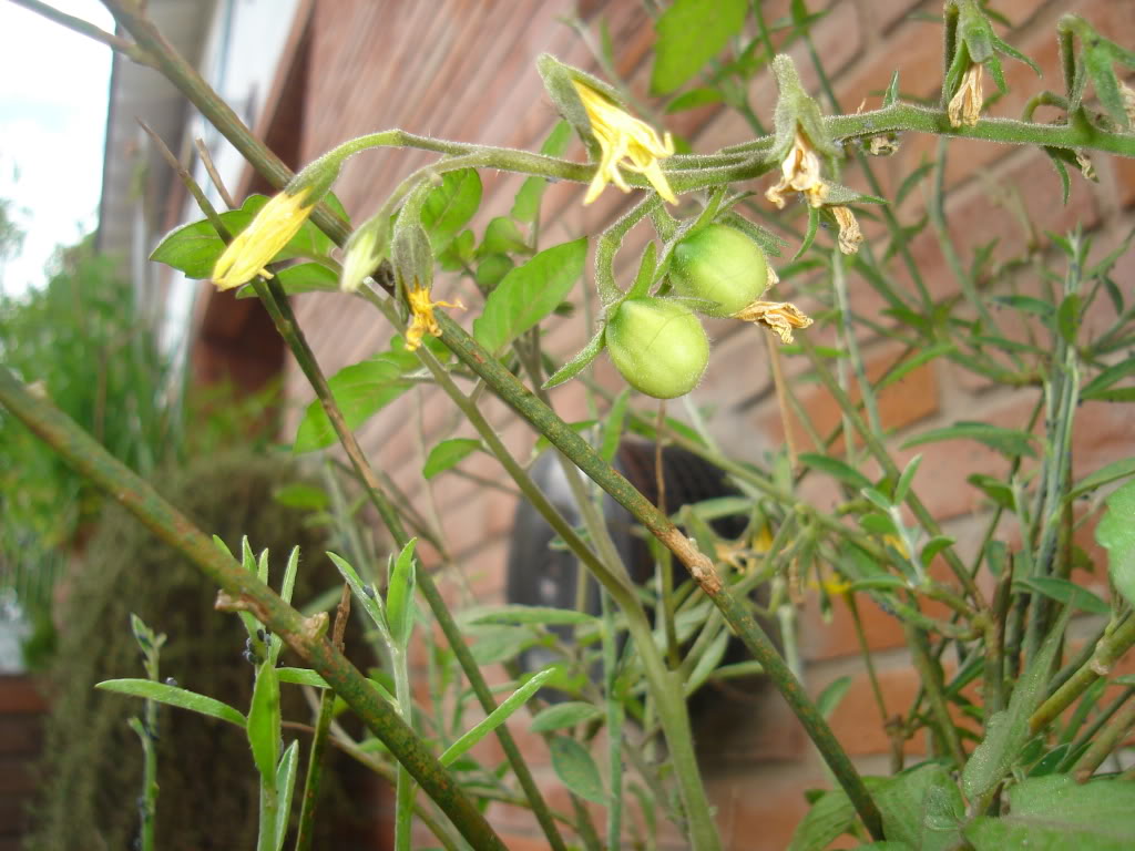 DSC02664.jpg
