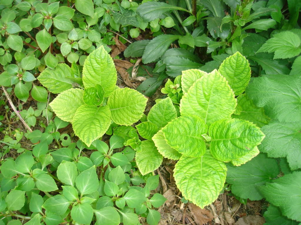 DSC02665.jpg