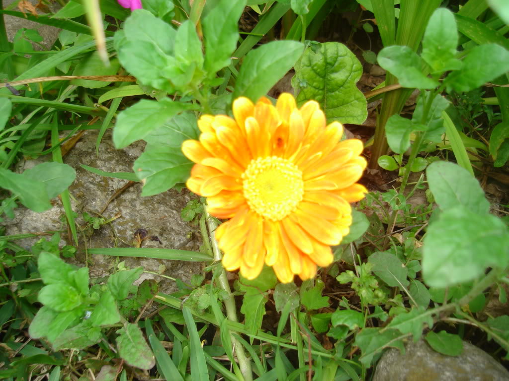 DSC02666.jpg