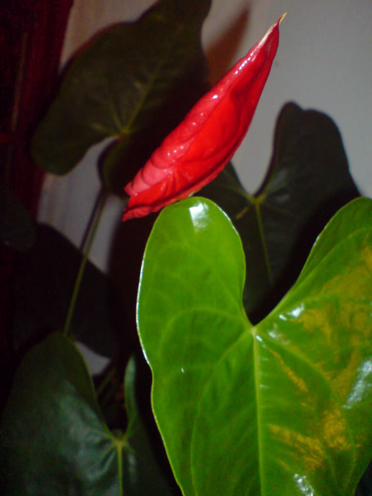 DSC02677.jpg