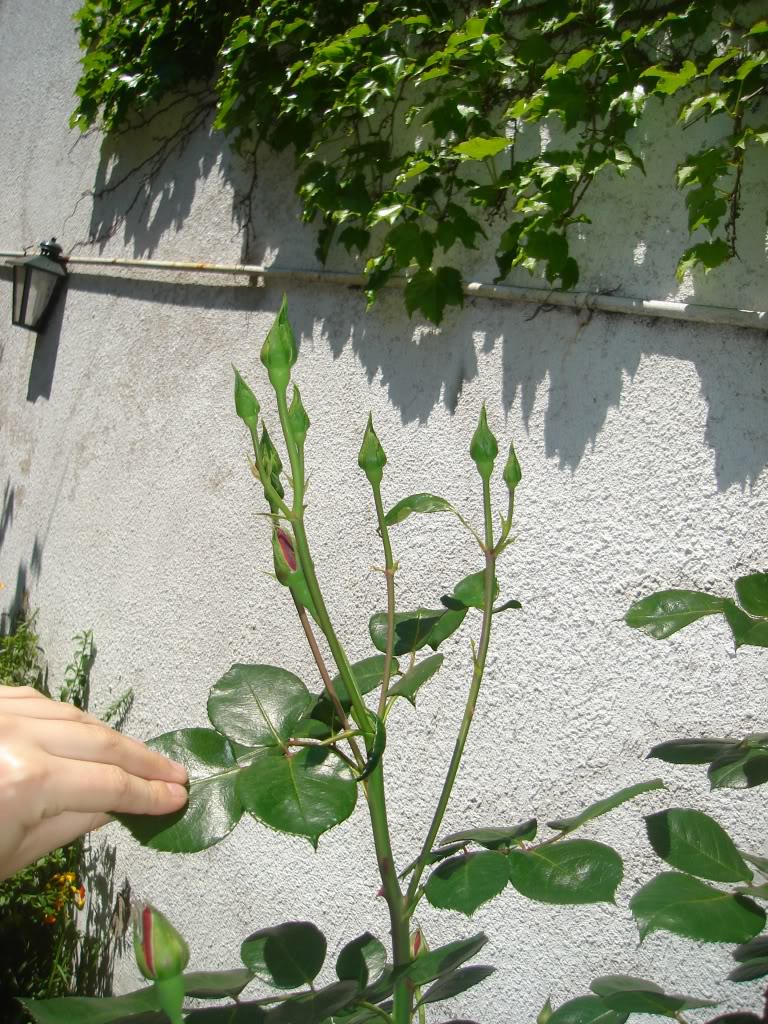 DSC02681.jpg