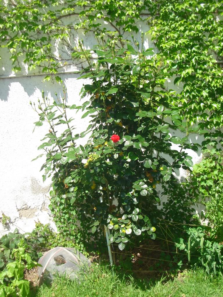 DSC02682.jpg