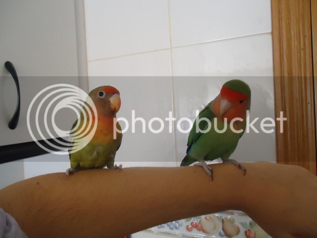 DSC02702_zps188ee015.jpg