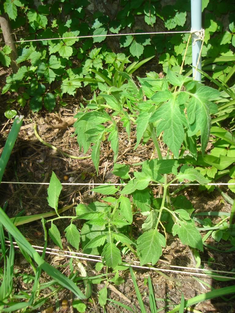 DSC02718.jpg