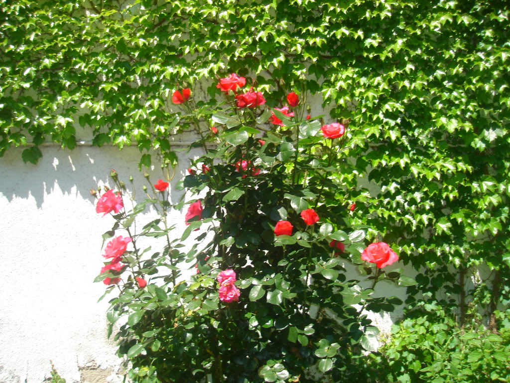 DSC02720.jpg