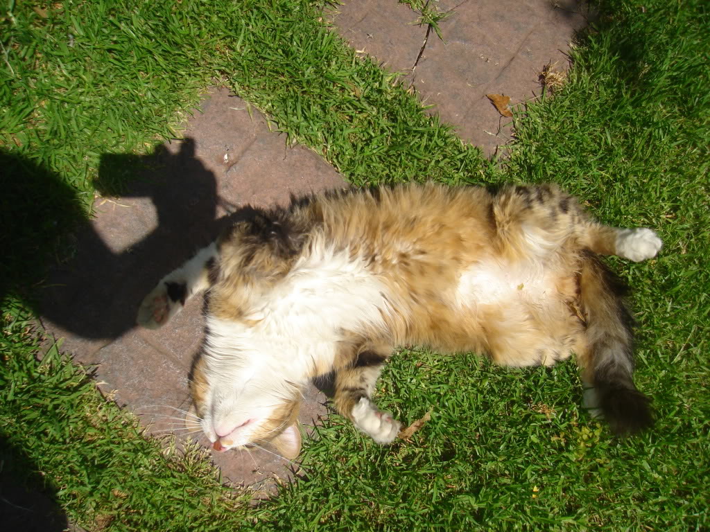 DSC02722.jpg