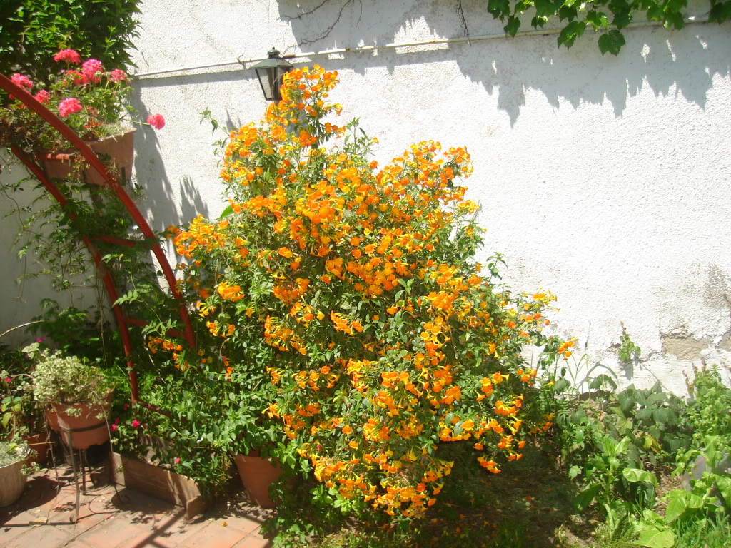 DSC02723.jpg