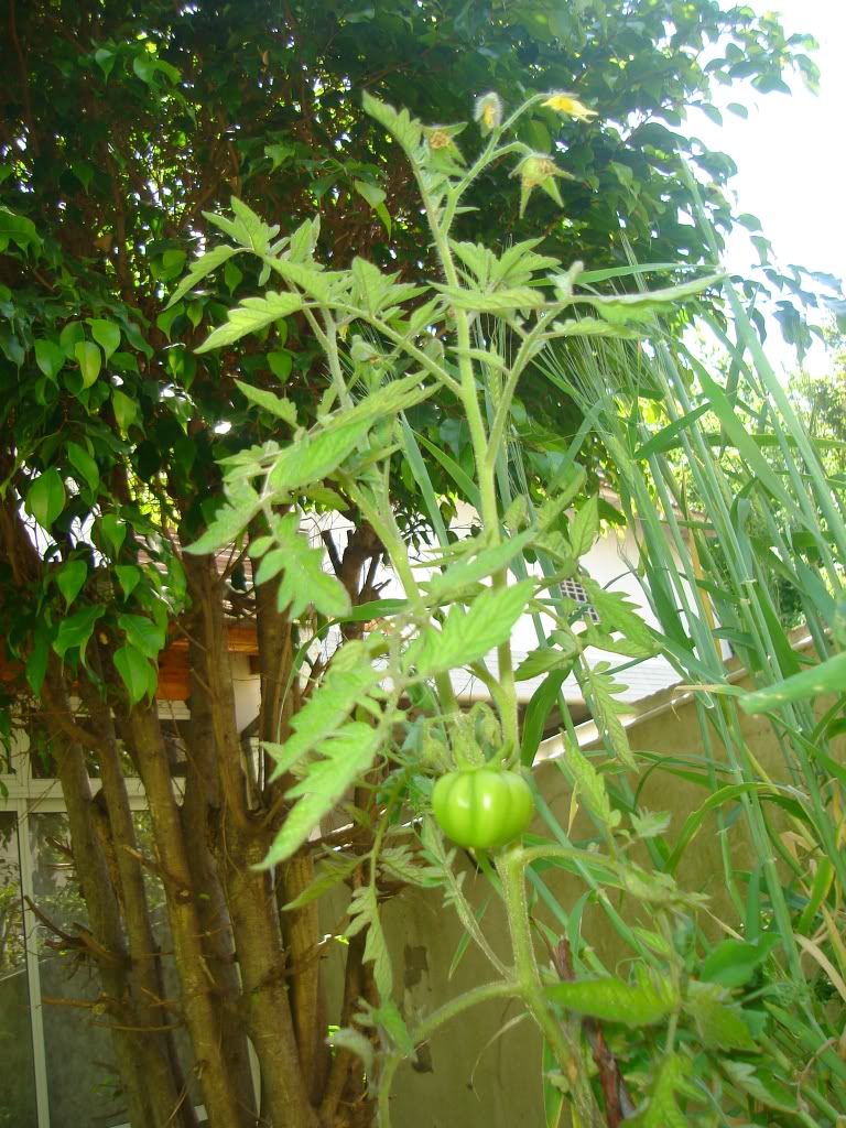 DSC02724.jpg