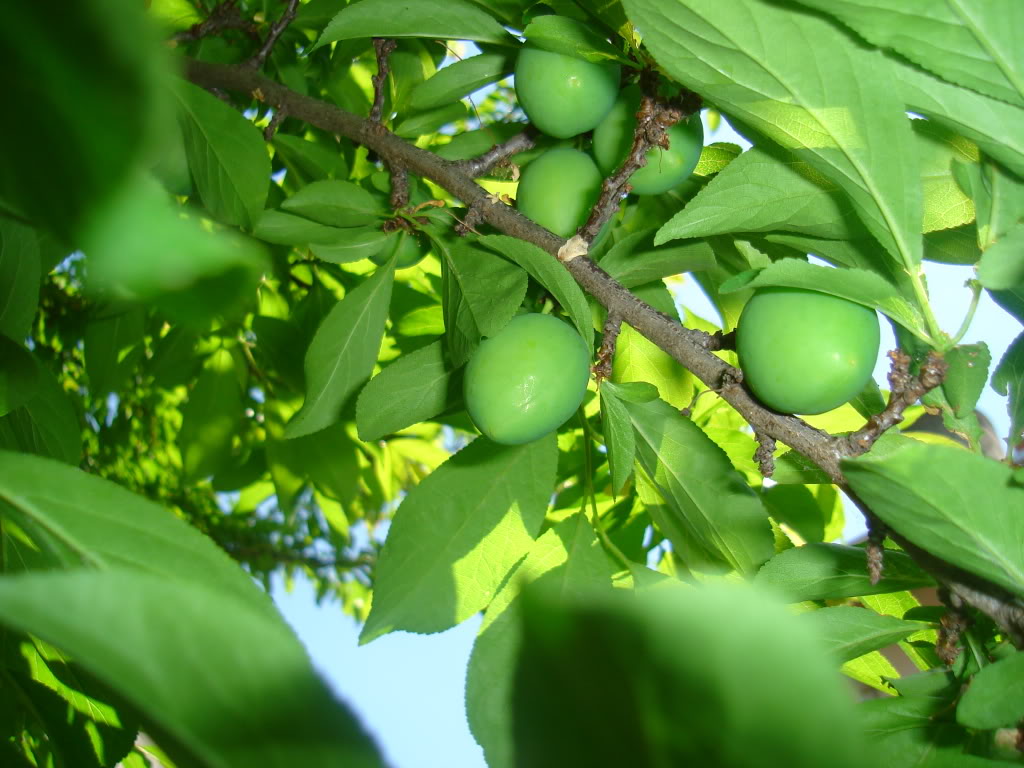 DSC02725.jpg