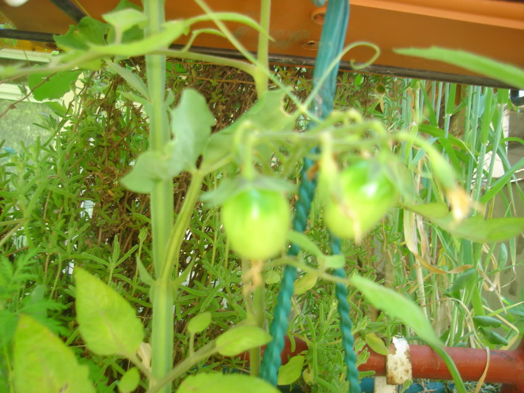 DSC02730.jpg