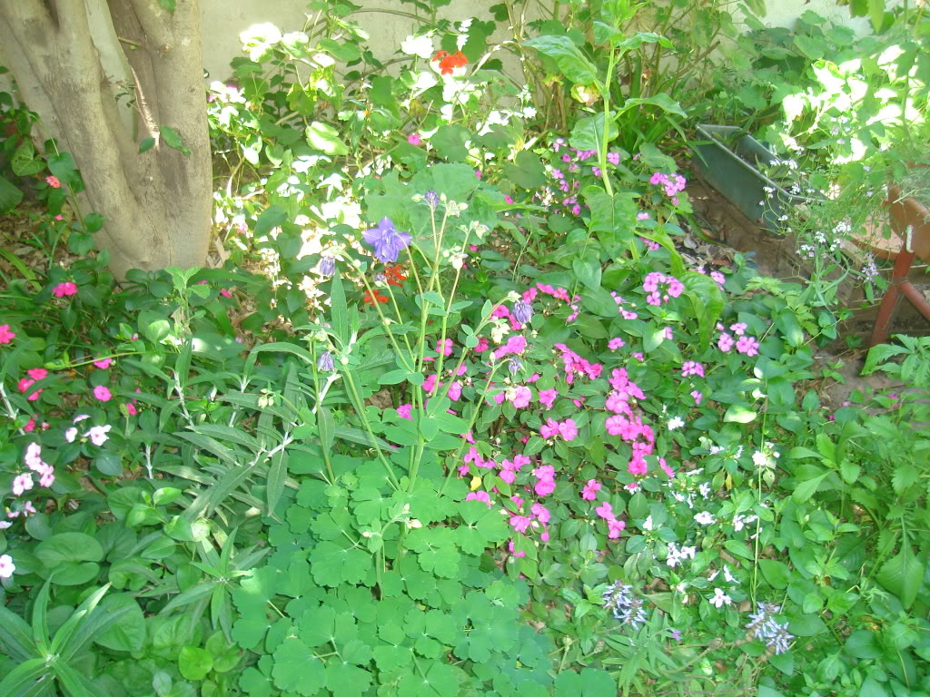 DSC02732.jpg
