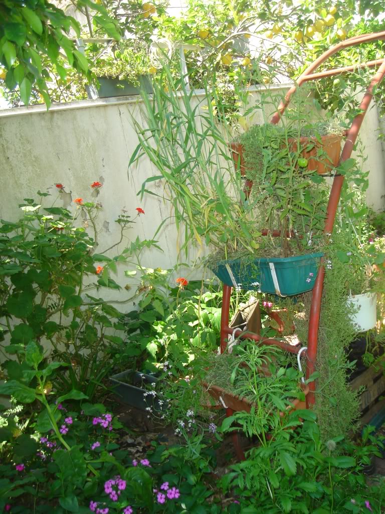 DSC02733.jpg