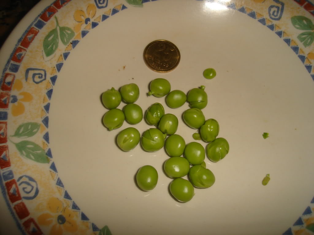 DSC02735.jpg