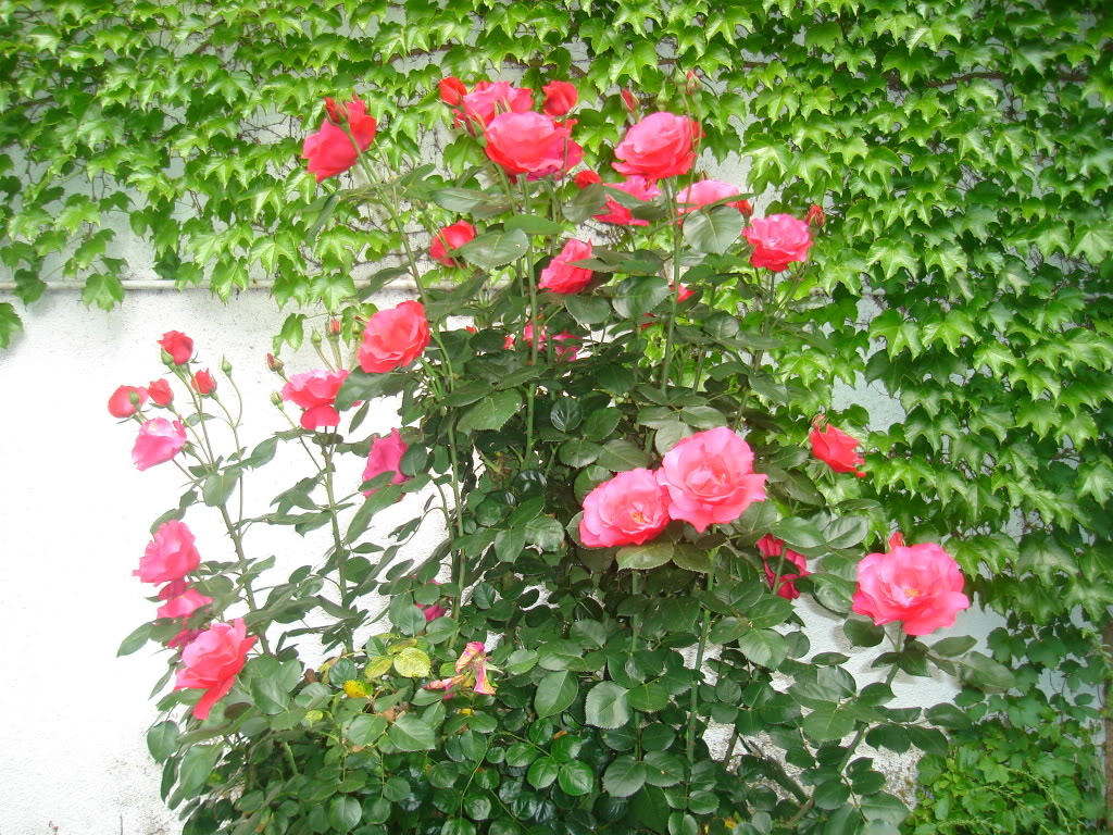 DSC02737.jpg