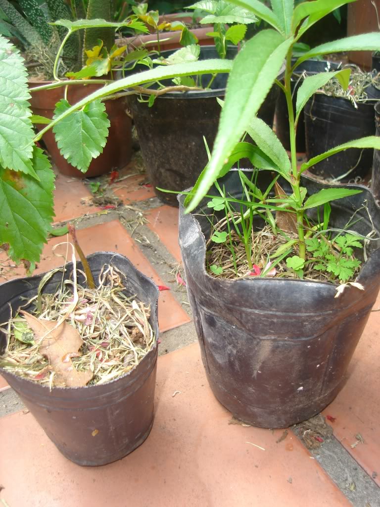 DSC02738.jpg