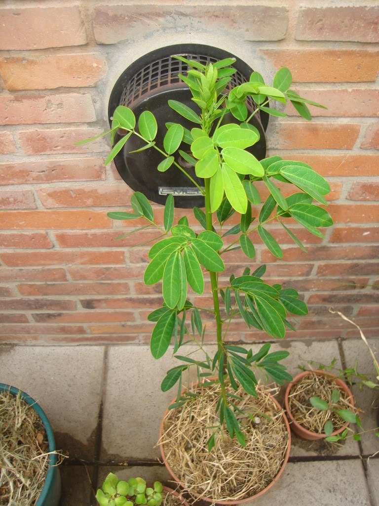 DSC02742.jpg