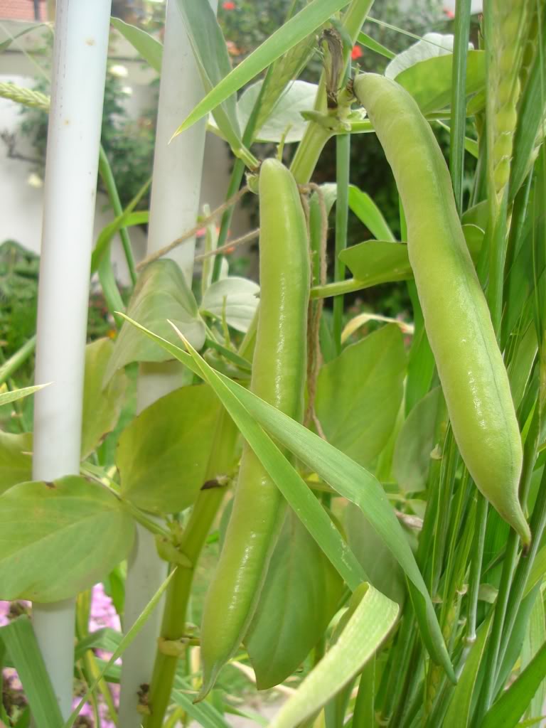 DSC02744.jpg