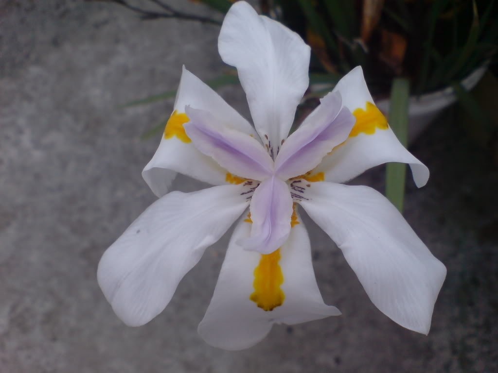 DSC02745.jpg