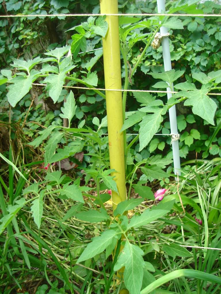 DSC02747.jpg