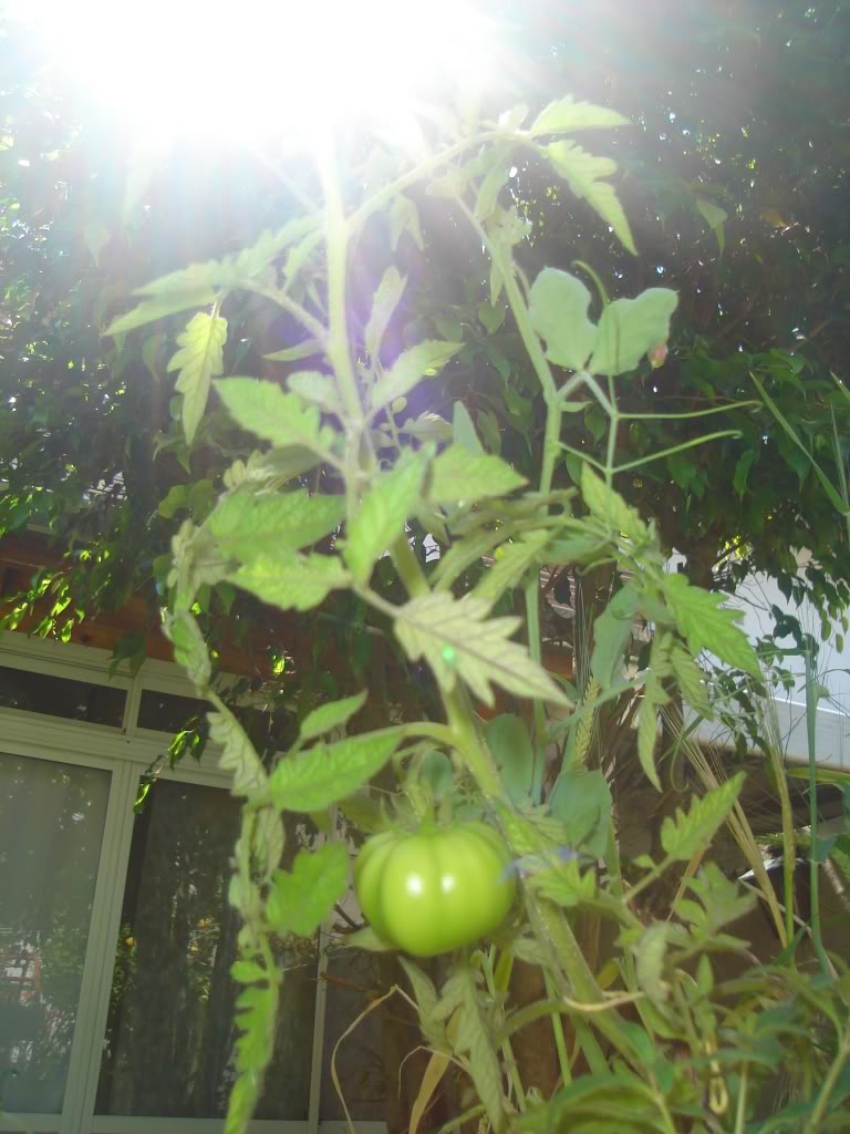 DSC02749.jpg