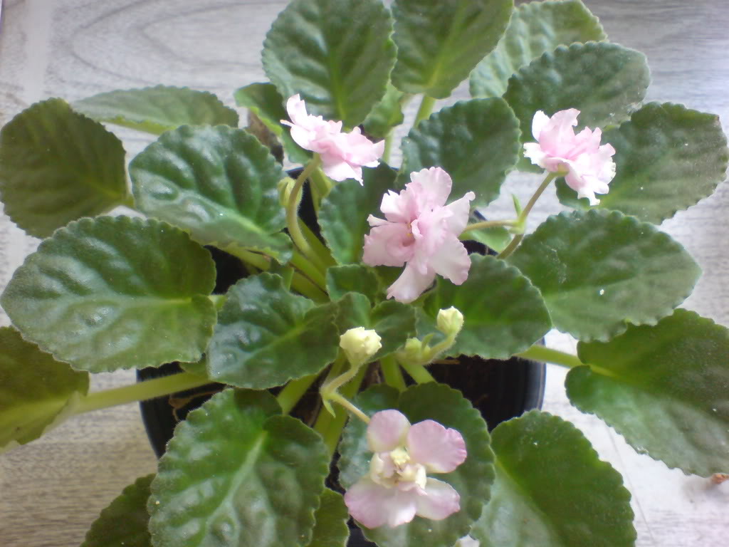 DSC02760.jpg