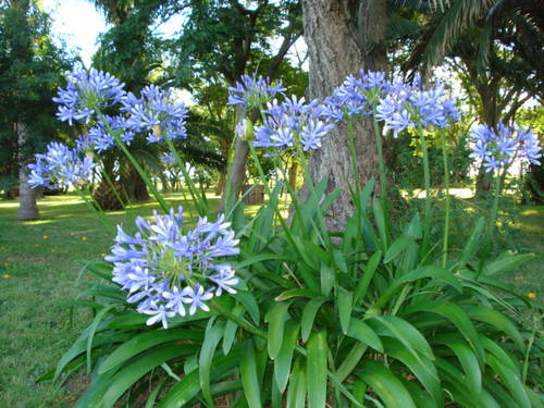 DSC02760_agapanto.JPG