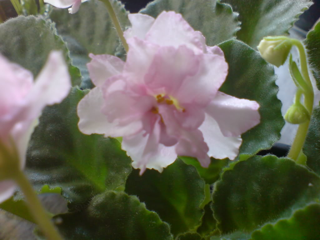 DSC02771.jpg