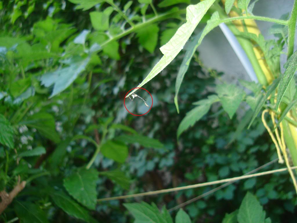 DSC02778.jpg