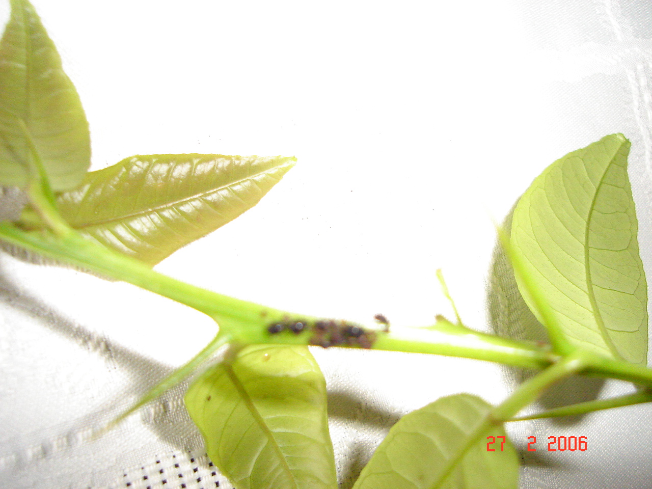 DSC02779%7E0.JPG