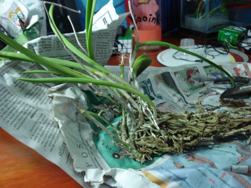 DSC02780.jpg