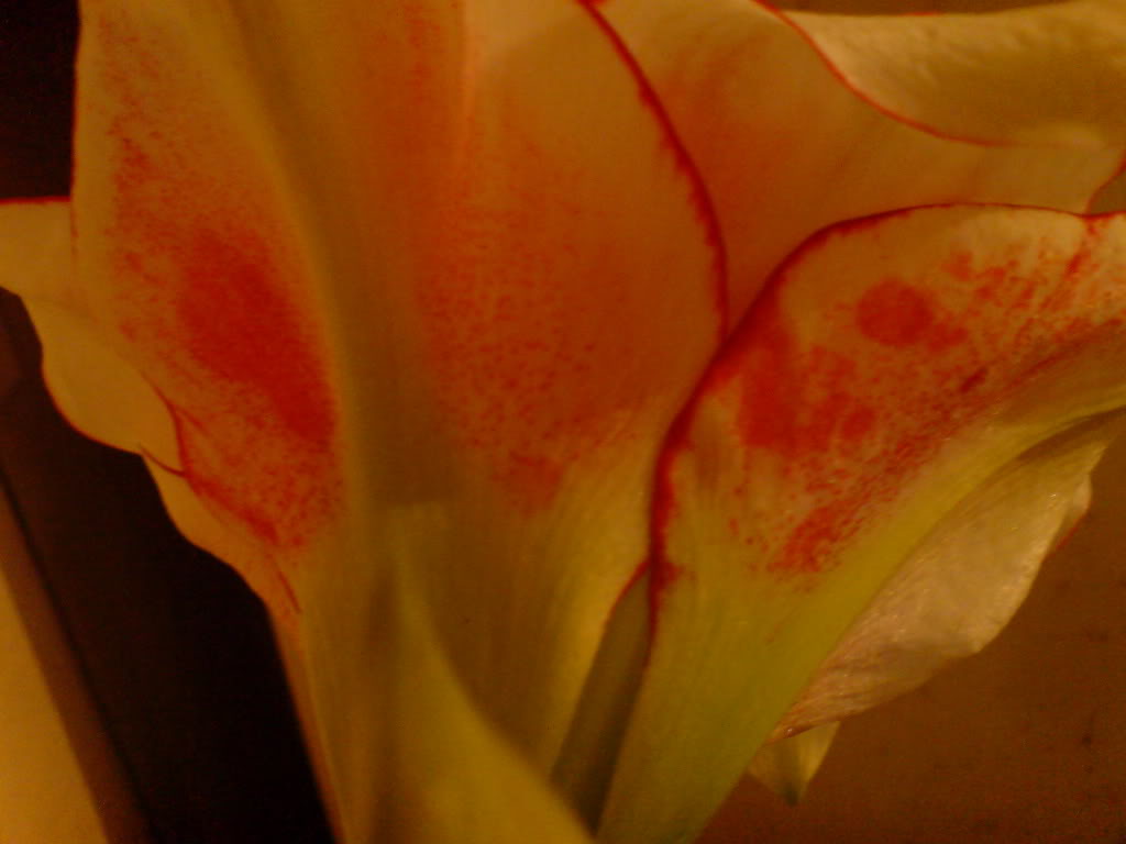 DSC02784.jpg