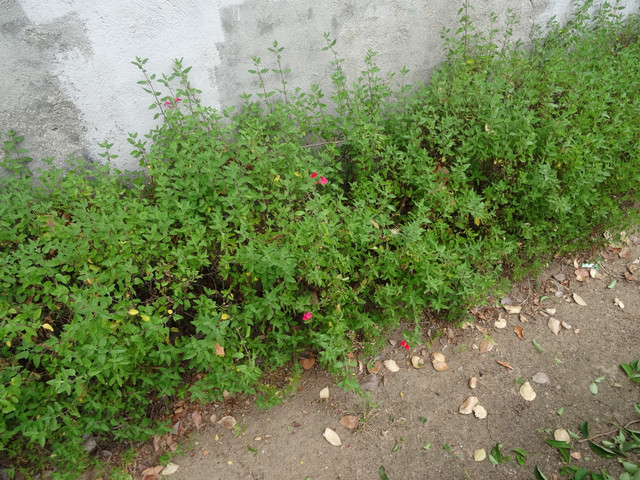 DSC02785.jpg