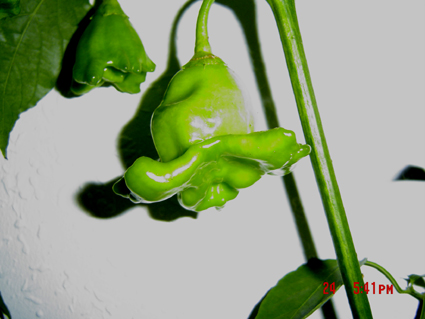DSC02800.jpg