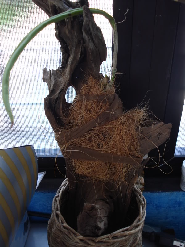 DSC02814.jpg