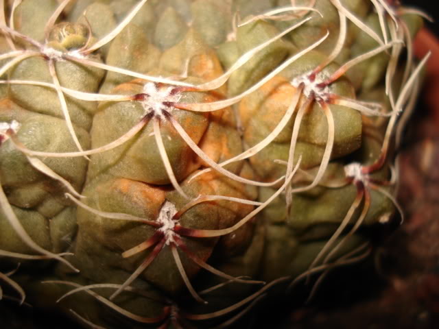 DSC02829.jpg