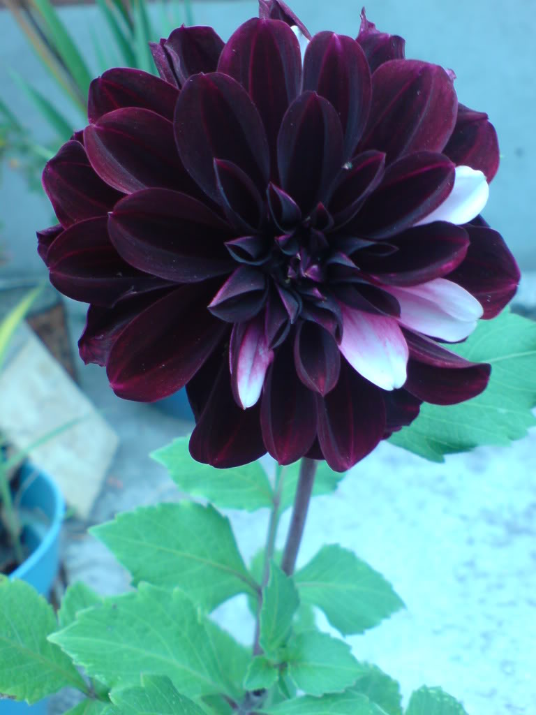 DSC02831.jpg