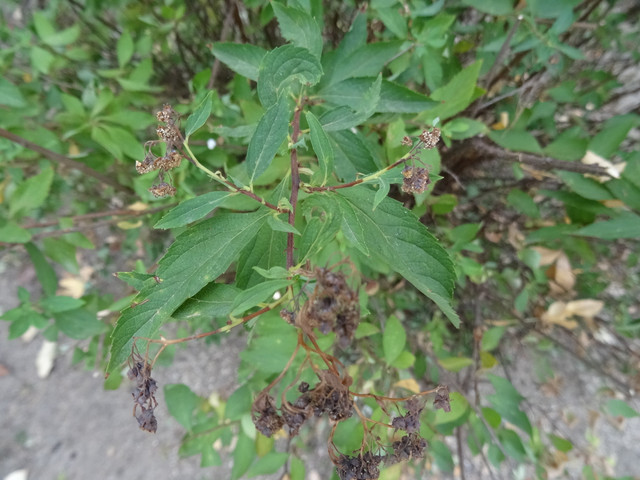 DSC02854.jpg