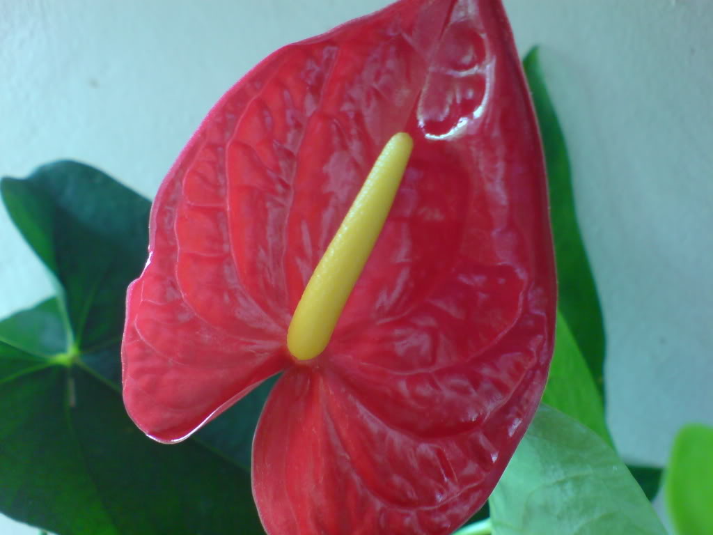 DSC02857.jpg