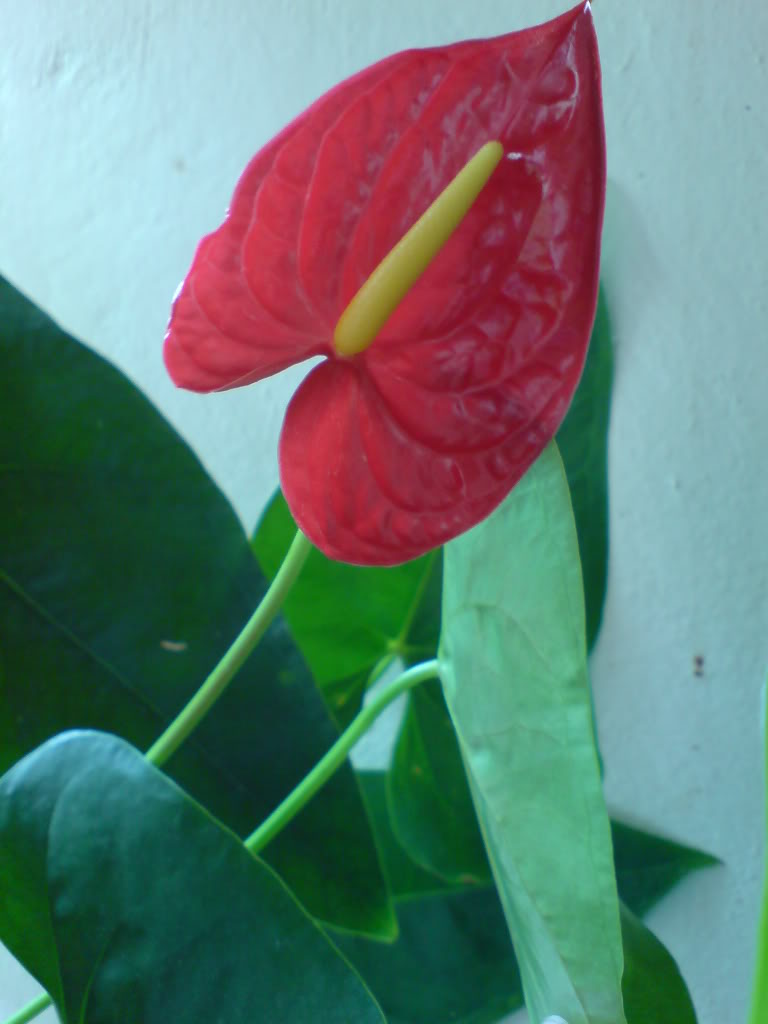 DSC02858.jpg